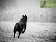 <a href="/ajaxhund.php?hund=Ravensbank%20Sir%20Lancelot" data-toggle="modal" data-target="#myModal" data-remote="false" >FRFTCH Ravensbank Sir Lancelot (Lance)</a> på Field Trial i Frankrig med sin fører, Anne Besnard. Januar 2015. <span id="copyright">&copy;<a href="http://willoats.de" title="Klik her for at blive viderestillet til http://willoats.de" target="_blank">Maria Lohmann, Kennel Willoats</a></span>