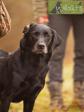 <a href="/ajaxhund.php?hund=Ravensbank%20Sir%20Lancelot" data-toggle="modal" data-target="#myModal" data-remote="false" >FRFTCH Ravensbank Sir Lancelot (Lance)</a> på Field Trial i Frankrig med sin fører, Anne Besnard. Januar 2015. <span id="copyright">&copy;<a href="http://willoats.de" title="Klik her for at blive viderestillet til http://willoats.de" target="_blank">Maria Lohmann, Kennel Willoats</a></span>