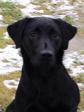 Click here to see picture <a href="/ajaxhund.php?hund=Ravensbank%20Duff" data-toggle="modal" data-target="#myModal" data-remote="false" >Ravensbank Duff (Duff)</a> passes the aptitude test in flying colours. <span id="copyright">©Steen Rydahl</span>