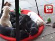 Hvalpene tager sig en ordentlig eftermiddagslur. Der er godt fyldt op på gyngen. &nbsp;&copy;Ravensbank Labrador Retrievers