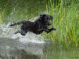 <a href="/ajaxhund.php?hund=Ravensbank%20Mint" data-toggle="modal" data-target="#myModal" data-remote="false" >Ravensbank Mint (Minte)</a>, 2 år og 8 måneder gammel <span id="copyright">&copy;Bent Jørgensen, webdogs.dk</span>