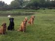 Fra Skinner's World Cup Retriever Event 2012.Hunde fra det franske hold. Den flotte sorte labrador er <a href="/ajaxhund.php?hund=Ravensbank%20Sir%20Lancelot" data-toggle="modal" data-target="#myModal" data-remote="false" >FRFTCH Ravensbank Sir Lancelot (Lance)</a>. <span id="copyright">&copy;<a href="http://asur-retriever.com" title="Klik her for at blive viderestillet til http://asur-retriever.com" target="_blank">ASUR Retriever</a></span>