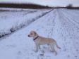 <a href="/ajaxhund.php?hund=Ravensbank%20Sun" data-toggle="modal" data-target="#myModal" data-remote="false" >Ravensbank Sun (Sun)</a> i vintersneen december 2012. <span id="copyright">&copy;Ann Schmidt</span>