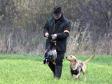 4RM2014 Ravensbank Fay (Fay) together with Mr. Frank Graversen on a wet day picking up.&nbsp;&copy;Frank Graversen