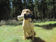 <a href="/ajaxhund.php?hund=Ravensbank%20Fay" data-toggle="modal" data-target="#myModal" data-remote="false" >4RM2014 Ravensbank Fay (Fay)</a> bedste hund på dagen på Markprøve ved Fussingø d. 13. august 2011. <span id="copyright">&copy;Ravensbank Labrador Retrievers</span>