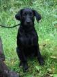 <a href="/ajaxhund.php?hund=Ravensbank%20Sexy%20Sadie" data-toggle="modal" data-target="#myModal" data-remote="false" >Ravensbank Sexy Sadie (Cindy)</a> hvor hun er ca. 4 måneder gammel. <span id="copyright">&copy;Ravensbank Labrador Retrievers</span>