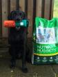 <a href="/ajaxhund.php?hund=Ravensbank%20Floyd" data-toggle="modal" data-target="#myModal" data-remote="false" >2UM2014 Ravensbank Floyd (Lewis)</a> as best dog on the day, after having receieved yet another first prize in intermediate class on official cold game test. <span id="copyright">&copy;Ravensbank Labrador Retrievers</span>