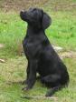 <a href="/ajaxhund.php?hund=Ravensbank%20Queen%20Guinevere" data-toggle="modal" data-target="#myModal" data-remote="false" >Ravensbank Queen Guinevere (Genie)</a> bare i super kontakt. Her er hun knap fire måneder gammel. <span id="copyright">&copy;Marianne Graversen</span>