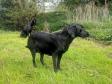 <a href="/ajaxhund.php?hund=Ravensbank%20Biscuit" data-toggle="modal" data-target="#myModal" data-remote="false" >Ravensbank Biscuit (Bibi)</a> is close to whelping her second litter. <span id="copyright">&copy;Ravensbank Labrador Retrievers</span>