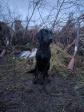 <a href="/ajaxhund.php?hund=Ravensbank%20Holly" data-toggle="modal" data-target="#myModal" data-remote="false" >Ravensbank Holly (Holly)</a> har debut på gåsejagt. <span id="copyright">&copy;Ravensbank Labrador Retrievers</span>