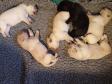 Klik her for at se billede Hollys hvalpe i 2020 - 10 dage gamle. <span id="copyright">©Ravensbank Labrador Retrievers</span>
