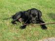 <a href="/ajaxhund.php?hund=Ravensbank%20King%20Arthur" data-toggle="modal" data-target="#myModal" data-remote="false" >Ravensbank King Arthur (Tico)</a> godt tre måneder gammel. <span id="copyright">&copy;Charlotte Tomdrup</span>
