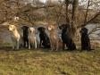 Gruppebillede med en masse dejlige Ravensbank hunde. Billedet er taget i april 2013. Fra venstre er det <a href="/ajaxhund.php?hund=Ravensbank%20Tip" data-toggle="modal" data-target="#myModal" data-remote="false" >FI KVA, SE KVA Ravensbank Tip (Tipi)</a>, <a href="/ajaxhund.php?hund=Ravensbank%20Flo" data-toggle="modal" data-target="#myModal" data-remote="false" >Ravensbank Flo (Flo)</a>, <a href="/ajaxhund.php?hund=Tidemark%20Ivy" data-toggle="modal" data-target="#myModal" data-remote="false" >Tidemark Ivy (Ivy)</a>, mindstemand <a href="/ajaxhund.php?hund=Ravensbank%20Bob" data-toggle="modal" data-target="#myModal" data-remote="false" >Ravensbank Bob (Bob)</a>, <a href="/ajaxhund.php?hund=Ravensbank%20Wagtail" data-toggle="modal" data-target="#myModal" data-remote="false" >Ravensbank Wagtail (Waggie)</a>, <a href="/ajaxhund.php?hund=Ravensbank%20Jock" data-toggle="modal" data-target="#myModal" data-remote="false" >Ravensbank Jock (Jock)</a> og yderst til højre er <a href="/ajaxhund.php?hund=Ravensbank%20Economist" data-toggle="modal" data-target="#myModal" data-remote="false" >Ravensbank Economist (Mynte)</a>. <span id="copyright">&copy;Knud Erik Thinggaard</span>