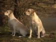 <a href="/ajaxhund.php?hund=Ravensbank%20Tip" data-toggle="modal" data-target="#myModal" data-remote="false" >FI KVA, SE KVA Ravensbank Tip (Tipi)</a> til højre og ved siden af ham er hans mor, <a href="/ajaxhund.php?hund=Tidemark%20Ivy" data-toggle="modal" data-target="#myModal" data-remote="false" >Tidemark Ivy (Ivy)</a>. <span id="copyright">&copy;Knud Erik Thinggaard</span>
