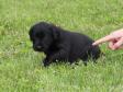 Click here to see picture <a href="/ajaxhund.php?hund=Ravensbank%20Holly" data-toggle="modal" data-target="#myModal" data-remote="false" >Ravensbank Holly (Holly)</a> six weeks old <span id="copyright">©Jørgen Baymler</span>
