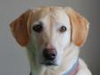Click here to see picture <a href="/ajaxhund.php?hund=Ravensbank%20FT" data-toggle="modal" data-target="#myModal" data-remote="false" >DKRLCH Ravensbank FT (Pink)</a>, 8 years and 4 months old. <span id="copyright">©Anne Winkel</span>