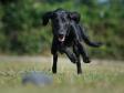 <a href="/ajaxhund.php?hund=Ravensbank%20Dimple" data-toggle="modal" data-target="#myModal" data-remote="false" >Ravensbank Dimple (Asta)</a>, 1 år  gammel. <span id="copyright">&copy;Sanne Amnitzbøll</span>