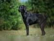 <a href="/ajaxhund.php?hund=Ravensbank%20Dimple" data-toggle="modal" data-target="#myModal" data-remote="false" >Ravensbank Dimple (Asta)</a>, 1 år  gammel. <span id="copyright">&copy;Sanne Amnitzbøll</span>