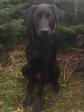 <a href="/ajaxhund.php?hund=Ravensbank%20Skye" data-toggle="modal" data-target="#myModal" data-remote="false" >Ravensbank Skye (Lucca)</a> med bestået brugsprøve. <span id="copyright">&copy;Jacob Hemmingsen</span>
