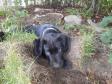 Her er hvalpen <a href="/ajaxhund.php?hund=Ravensbank%20Moss" data-toggle="modal" data-target="#myModal" data-remote="false" >Ravensbank Moss (Jacques)</a> bare 8 uger gammel. <span id="copyright">&copy;Marianne West</span>