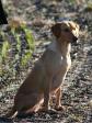 <a href="/ajaxhund.php?hund=Ravensbank%20Fay" data-toggle="modal" data-target="#myModal" data-remote="false" >4RM2014 Ravensbank Fay (Fay)</a> ro på post under jagt i Sverige. Oktober 2012. <span id="copyright">&copy;Anders Lindell</span>