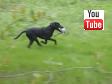 Fra Ravensbank Jock (Jock)'s debut på C-prøve hvor han lige er blevet 6 måneder gammel. Han får selvfølgelig en førstepræmie for sit flotte arbejde.&nbsp;&copy;Ravensbank Labrador Retrievers