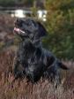 Click here to see picture <a href="/ajaxhund.php?hund=Ravensbank%20Mint" data-toggle="modal" data-target="#myModal" data-remote="false" >Ravensbank Mint (Minte)</a>, 2 years and 2 months old. <span id="copyright">©Helle Voigt</span>