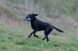 <a href="/ajaxhund.php?hund=Ravensbank%20Sir%20Lancelot" data-toggle="modal" data-target="#myModal" data-remote="false" >FRFTCH Ravensbank Sir Lancelot (Lance)</a> under prøven WTA Royal Canin 2012, Mortagne-au-Perche d. 31. marts og 1. april 2012. <span id="copyright">&copy;GLORY Frédérique</span>