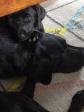 Lille <a href="/ajaxhund.php?hund=Ravensbank%20Jessie" data-toggle="modal" data-target="#myModal" data-remote="false" >Ravensbank Jessie (Jessie)</a> hygger sig med den voksne <a href="/ajaxhund.php?hund=Ravensbank%20Lucy%20in%20the%20Sky" data-toggle="modal" data-target="#myModal" data-remote="false" >Ravensbank Lucy in the Sky (Laica)</a>. <span id="copyright">&copy;Karina Engel</span>