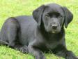 <a href="/ajaxhund.php?hund=Ravensbank%20Jessie" data-toggle="modal" data-target="#myModal" data-remote="false" >Ravensbank Jessie (Jessie)</a> hvor hun er 9 uger gammel. <span id="copyright">&copy;Karina Engel</span>