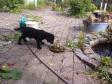<a href="/ajaxhund.php?hund=Ravensbank%20Lennox" data-toggle="modal" data-target="#myModal" data-remote="false" >Ravensbank Lennox (Jack)</a> undersøger ALT! <span id="copyright">&copy;Henrik Lanter</span>
