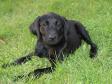 <a href="/ajaxhund.php?hund=Ravensbank%20Lovely%20Rita" data-toggle="modal" data-target="#myModal" data-remote="false" >Ravensbank Lovely Rita (Lucy)</a> 10 uger gammel. <span id="copyright">&copy;<a href="http://nybrovej-dyreklinik.dk" title="Klik her for at blive viderestillet til http://nybrovej-dyreklinik.dk" target="_blank">Anne Thomsen</a></span>