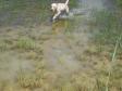 <a href="/ajaxhund.php?hund=Ravensbank%20Indy" data-toggle="modal" data-target="#myModal" data-remote="false" >Ravensbank Indy (Indy)</a> laver vandapportering som ni uger gammel. <span id="copyright">&copy;Gert Müller</span>