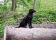 <a href="/ajaxhund.php?hund=Ravensbank%20Mint" data-toggle="modal" data-target="#myModal" data-remote="false" >Ravensbank Mint (Minte)</a> godt fire måneder gammel. <span id="copyright">&copy;Helle Voigt</span>