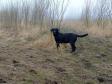 Nessie is expected to whelp within two weeks time. <span id="copyright">&copy;Ravensbank Labrador Retrievers</span>
