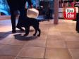 Ravensbank Bob (Bob) klikkertrænes til bagpartskontrol. Session 16.&nbsp;&copy;Ravensbank Labrador Retrievers
