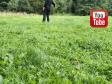 Ravensbank Holly (Holly) har muligvis mistet fordums fart og stil, men hendes teamwork med mig er intakt. Denne video er i timerne før hun rejser i hundehimlen d. 3. september 2025. ©Ravensbank Labrador Retrievers