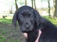 Click here to see picture <a href="/ajaxhund.php?hund=Ravensbank%20Eton" data-toggle="modal" data-target="#myModal" data-remote="false" >Ravensbank Eton (Eton)</a> 7 weeks old <span id="copyright">©Ravensbank Labrador Retrievers</span>