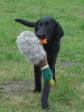 <a href="/ajaxhund.php?hund=Ravensbank%20Biscuit" data-toggle="modal" data-target="#myModal" data-remote="false" >Ravensbank Biscuit (Bibi)</a>, 4 måneder gammel. <span id="copyright">&copy;Ravensbank Labrador Retrievers</span>