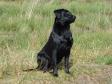 This picture is DKBRCH DKJCH Lochiness Green Chive (Chive) who is the sire to a 2009 and a 2010 litter of pups with Ravensbank Wagtail (Waggie) as dam.&nbsp;&copy;Ravensbank Labrador Retrievers