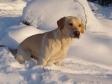 <a href="/ajaxhund.php?hund=Ravensbank%20Tip" data-toggle="modal" data-target="#myModal" data-remote="false" >FI KVA, SE KVA Ravensbank Tip (Tipi)</a> fotograferet i en alder af 20 måneder. <span id="copyright">&copy;<a href="http://personal.inet.fi/koti/waterfowler/index_en.htm" title="Klik her for at blive viderestillet til http://personal.inet.fi/koti/waterfowler/index_en.htm" target="_blank">Susanna Särkijärvi</a></span>