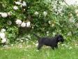 Fem uger gamle <a href="/ajaxhund.php?hund=Ravensbank%20Queen%20Guinevere" data-toggle="modal" data-target="#myModal" data-remote="false" >Ravensbank Queen Guinevere (Genie)</a> fra Waggies første kuld.  <span id="copyright">&copy;Ravensbank Labrador Retrievers</span>