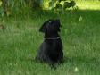 <a href="/ajaxhund.php?hund=Ravensbank%20Sir%20Kay" data-toggle="modal" data-target="#myModal" data-remote="false" >Ravensbank Sir Kay (Tino)</a> bliver helt skeløjet af at undersøge et blad. <span id="copyright">&copy;Ravensbank Labrador Retrievers</span>