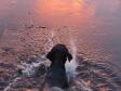 <a href="/ajaxhund.php?hund=Ravensbank%20Biscuit" data-toggle="modal" data-target="#myModal" data-remote="false" >Ravensbank Biscuit (Bibi)</a> tager sig en svømmetur sidst i november 2014 mens solen står ned. Hun er 8 måneder gammel. <span id="copyright">&copy;Ravensbank Labrador Retrievers</span>
