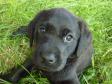 <a href="/ajaxhund.php?hund=Ravensbank%20Sir%20Lancelot" data-toggle="modal" data-target="#myModal" data-remote="false" >FRFTCH Ravensbank Sir Lancelot (Lance)</a> - seks uger gammel <span id="copyright">&copy;Ravensbank Labrador Retrievers</span>