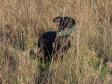 <a href="/ajaxhund.php?hund=Ravensbank%20Biscuit" data-toggle="modal" data-target="#myModal" data-remote="false" >Ravensbank Biscuit (Bibi)</a> fotograferet en solrig decemberdag i 2014, hvor hun er ni måneder gammel. <span id="copyright">&copy;Ravensbank Labrador Retrievers</span>