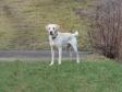 <a href="/ajaxhund.php?hund=Ravensbank%20Peanut" data-toggle="modal" data-target="#myModal" data-remote="false" >Ravensbank Peanut (Peanut)</a> er 1 år og 5 måneder gammel på dette billede. <span id="copyright">&copy;Ravensbank Labrador Retrievers</span>