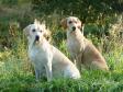 This is <a href="/ajaxhund.php?hund=Tidemark%20Ivy" data-toggle="modal" data-target="#myModal" data-remote="false" >Tidemark Ivy (Ivy)</a> in the front and her daughter <a href="/ajaxhund.php?hund=Ravensbank%20Wagtail" data-toggle="modal" data-target="#myModal" data-remote="false" >Ravensbank Wagtail (Waggie)</a> behind her. The picture is taken in September 2009. Waggie has just reached three years and Ivy is almost six. <span id="copyright">&copy;Ravensbank Labrador Retrievers</span>