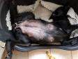 Ikke nogen særlig feminin stilling, men et godt tegn på, at Bibi er i gang med at samle kræfter til fødslen. <span id="copyright">&copy;Ravensbank Labrador Retrievers</span>