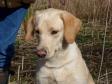 <a href="/ajaxhund.php?hund=Ravensbank%20Gypsy" data-toggle="modal" data-target="#myModal" data-remote="false" >Ravensbank Gypsy (Gypsy)</a> after her first official cold game test, where she, handled by Mr. Gert Müller is awarded a 1st prize in novice class. Gypsy is 1 year  old on the day. <span id="copyright">&copy;Ravensbank Labrador Retrievers</span>
